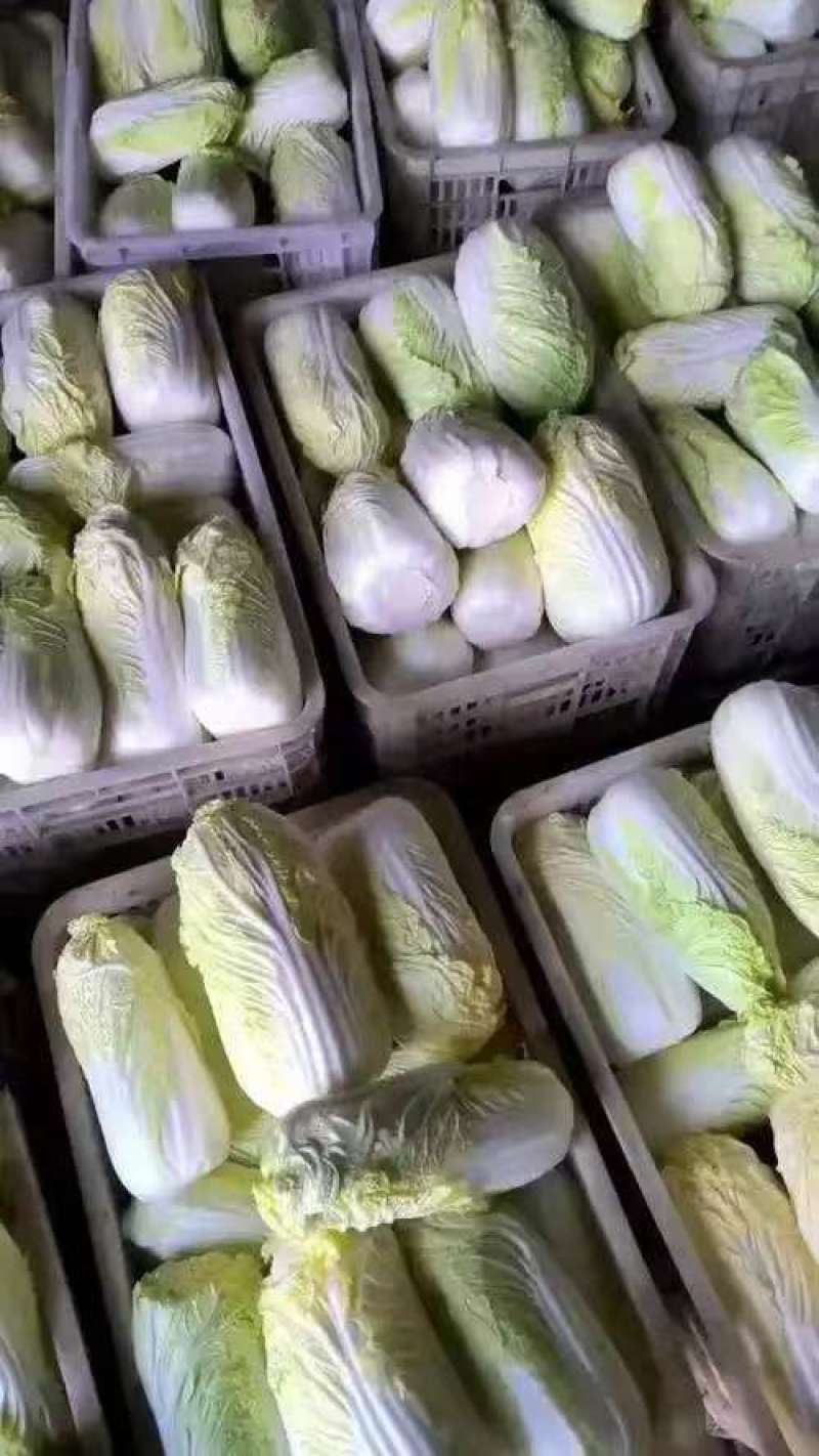 金乡娃娃菜，味道鲜美，是凉拌，烹饪的佳品，需要的老板联系