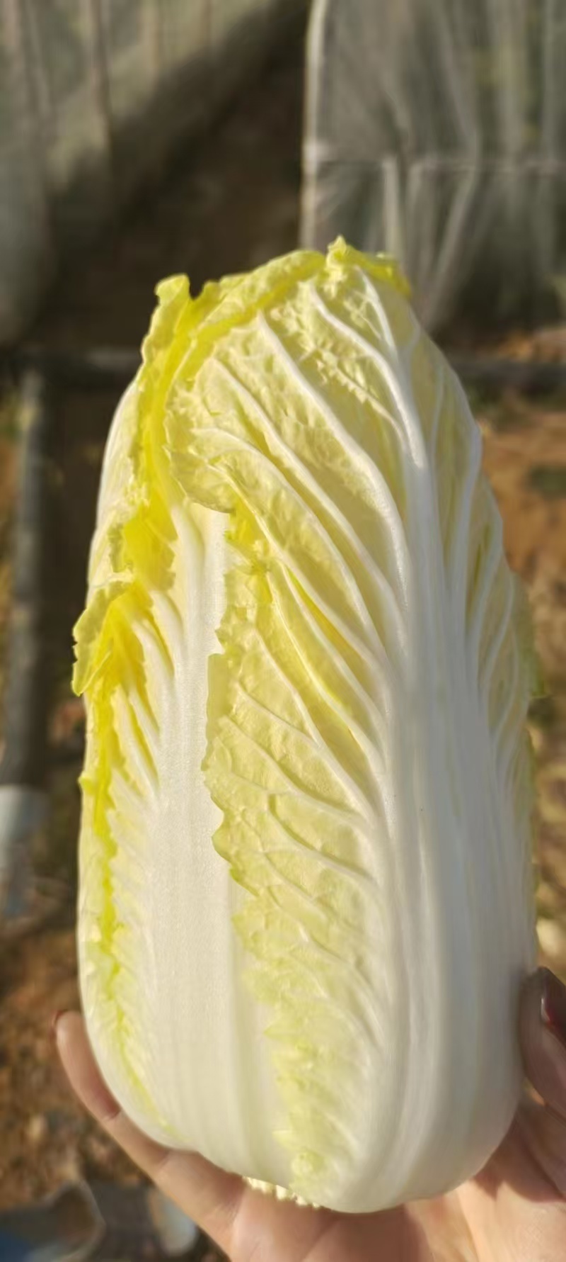 金乡娃娃菜，味道鲜美，是凉拌，烹饪的佳品，需要的老板联系
