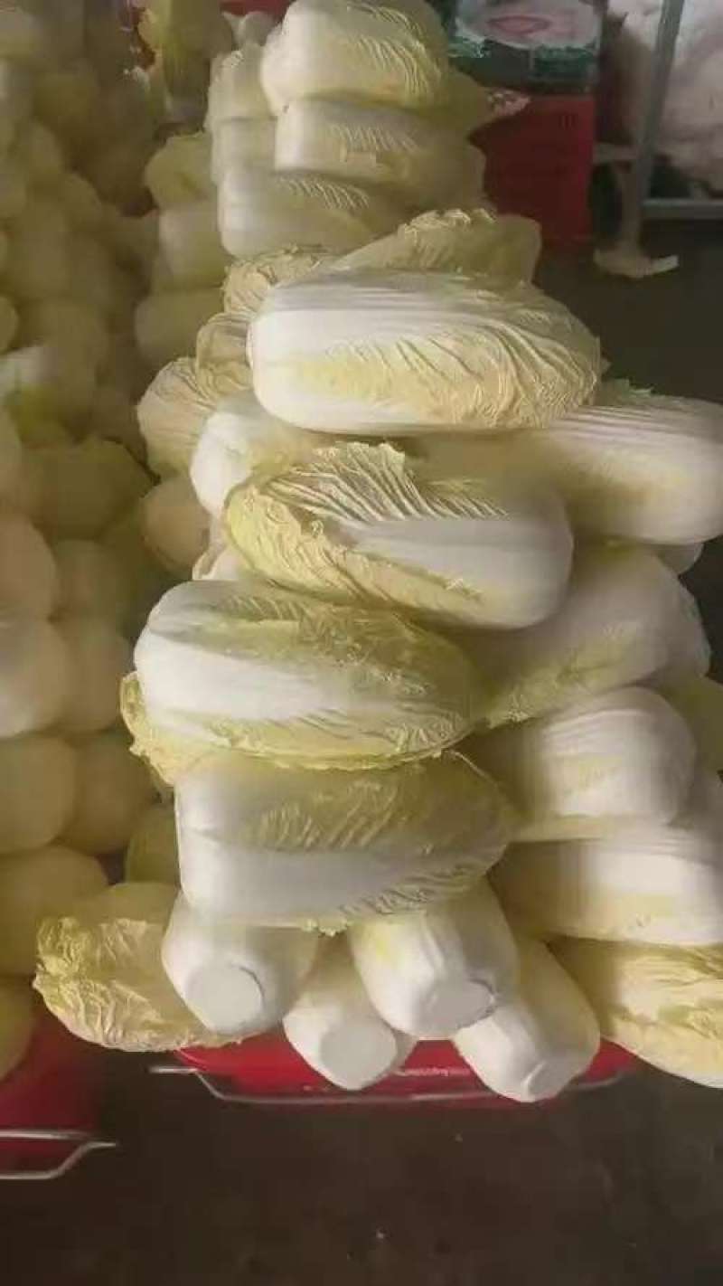金乡娃娃菜，味道鲜美，是凉拌，烹饪的佳品，需要的老板联系