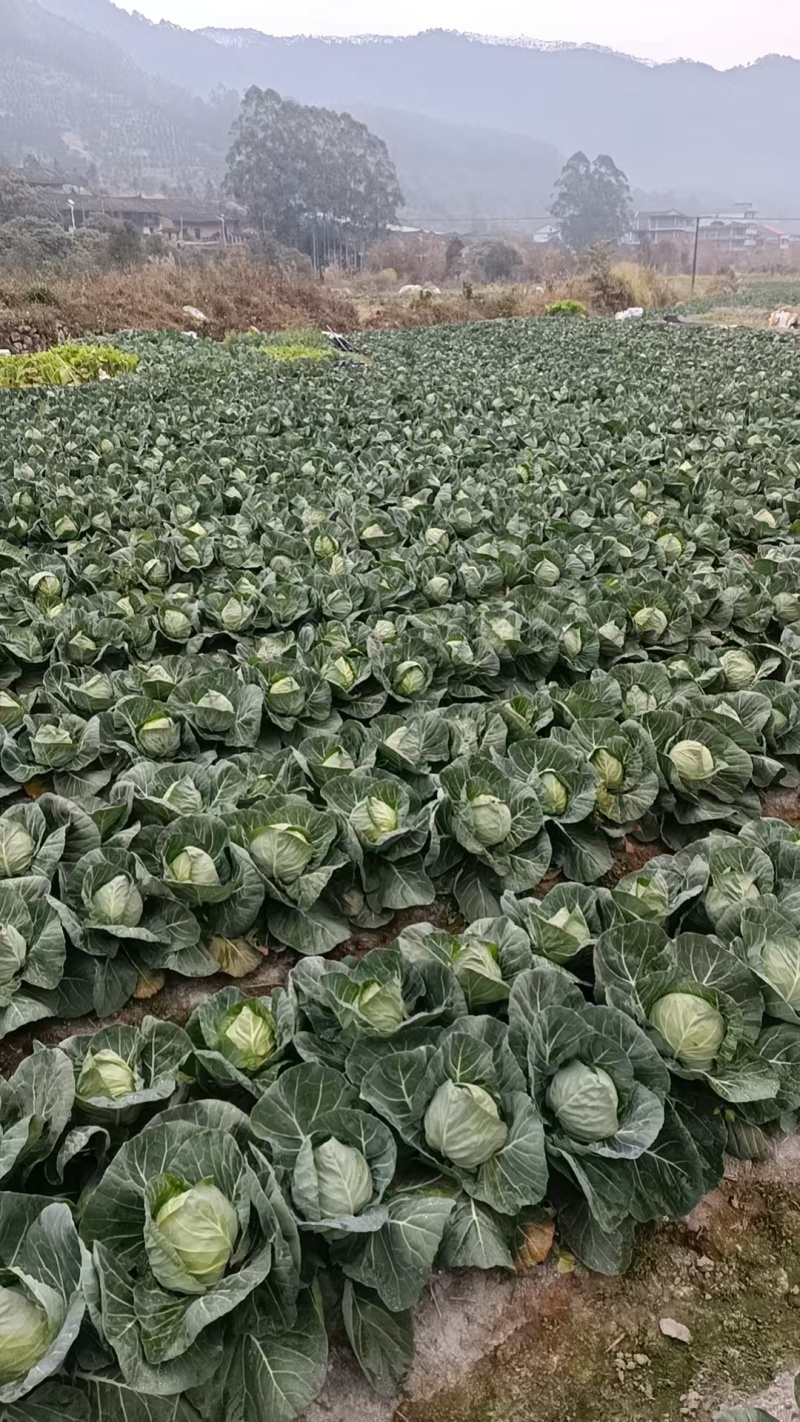 精品甘蓝，大量有货2-2.5斤，价格不高，用的联系