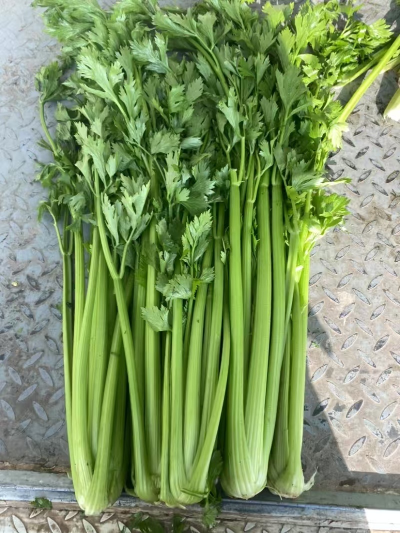 【热卖万优质供货电商，金乡县西芹大量上市，货源充足，价优
