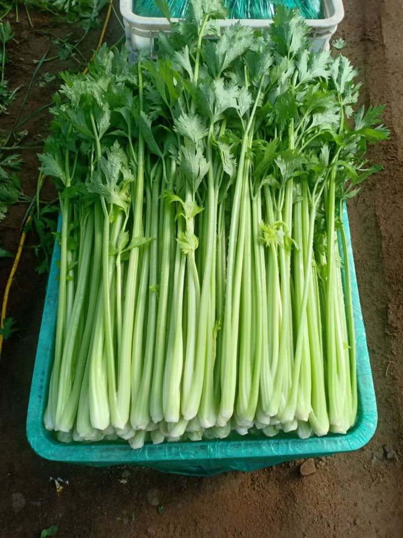 【热卖万优质供货电商，金乡县西芹大量上市，货源充足，价优