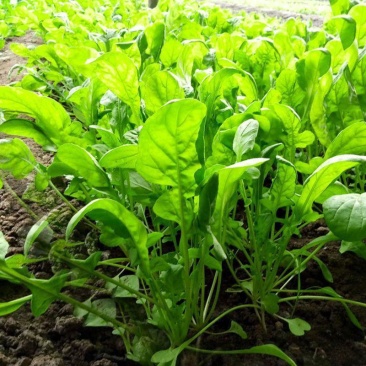 大叶芝麻菜种子四季播阳台盆栽有芝麻香味蔬菜可榨油野菜