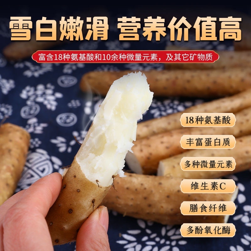 河北小白嘴山药货源充足口感细腻品质保证全国发货对接市场