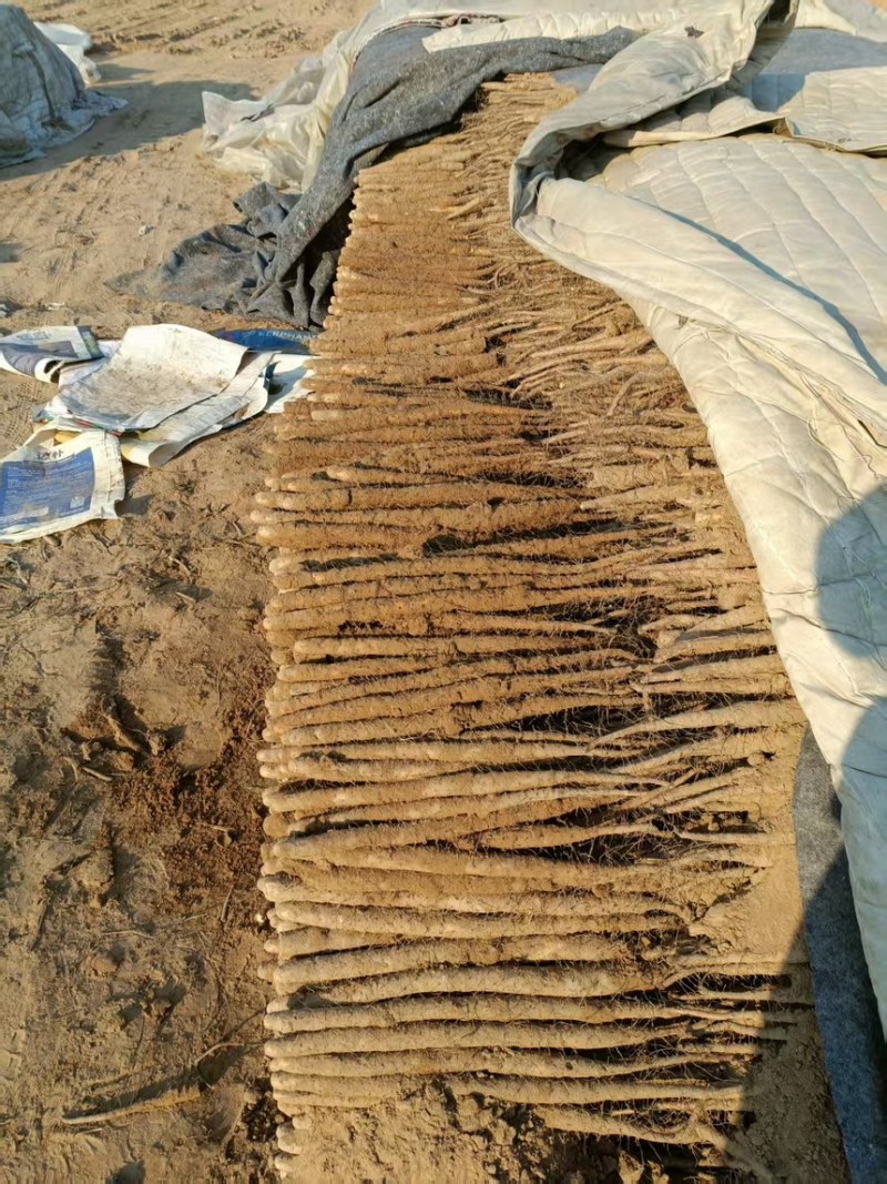 河北小白嘴山药货源充足口感细腻品质保证全国发货对接市场