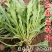 大叶芝麻菜种子四季播阳台盆栽有芝麻香味蔬菜可榨油野菜