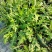 大叶芝麻菜种子四季播阳台盆栽有芝麻香味蔬菜可榨油野菜