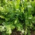 大叶芝麻菜种子四季播阳台盆栽有芝麻香味蔬菜可榨油野菜