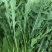 大叶芝麻菜种子四季播阳台盆栽有芝麻香味蔬菜可榨油野菜