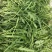 大叶芝麻菜种子四季播阳台盆栽有芝麻香味蔬菜可榨油野菜