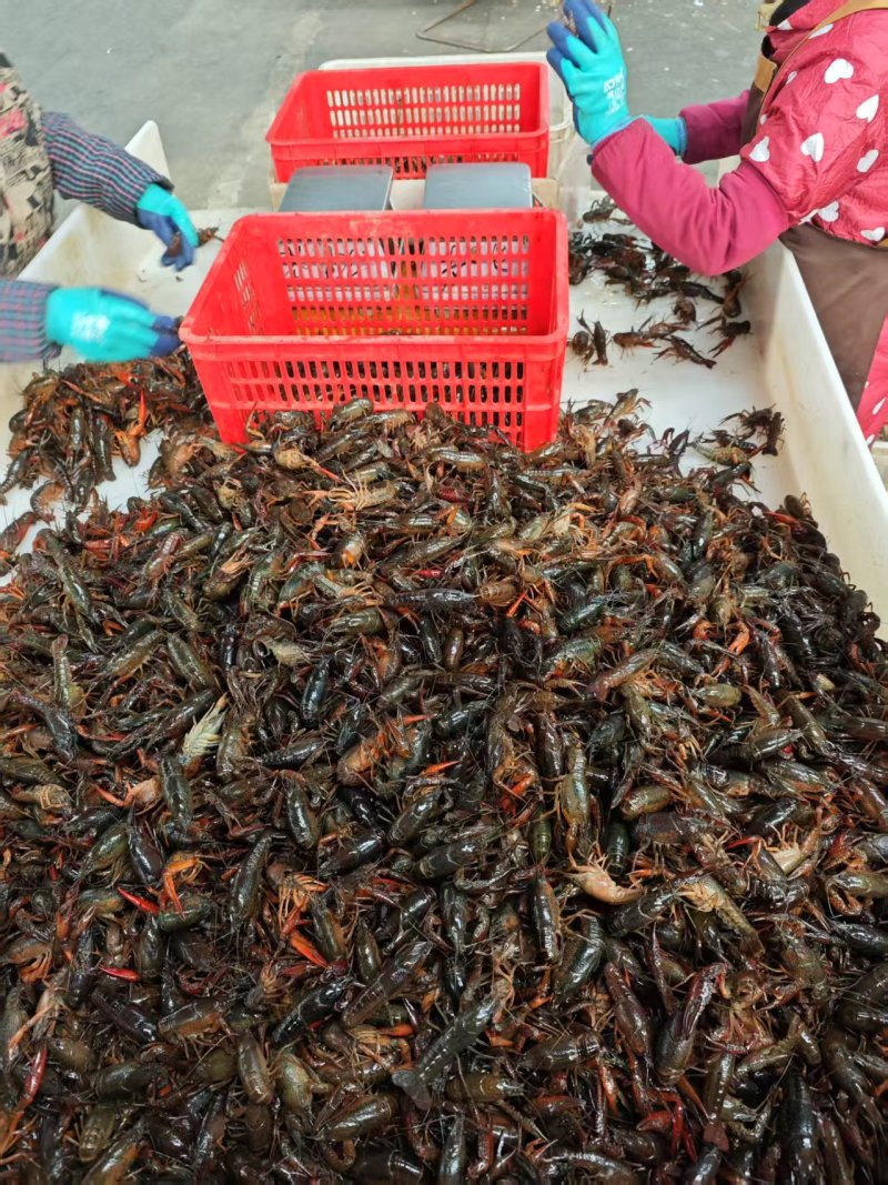 湖北鲜活小龙虾小中大规格齐全一手货源欢迎咨询
