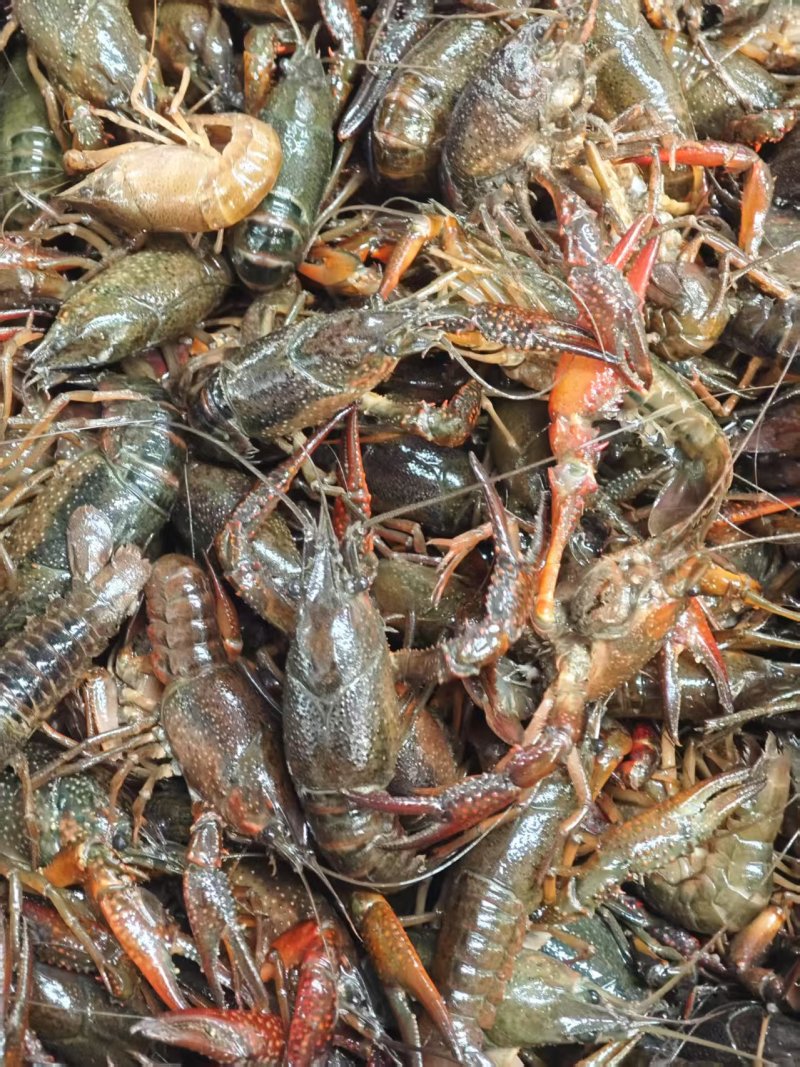 湖北鲜活小龙虾小中大规格齐全一手货源欢迎咨询