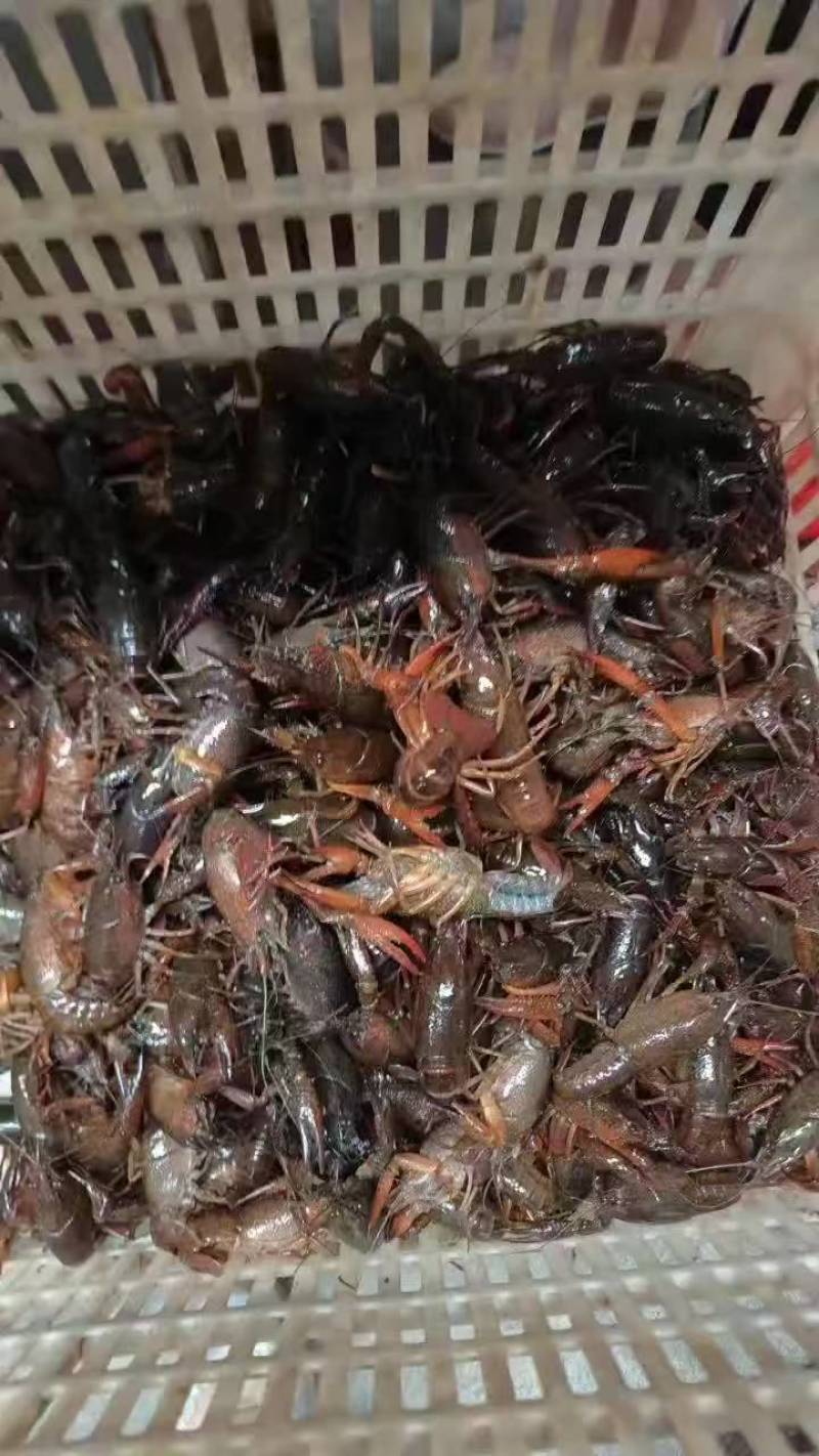 湖北鲜活小龙虾小中大规格齐全一手货源欢迎咨询