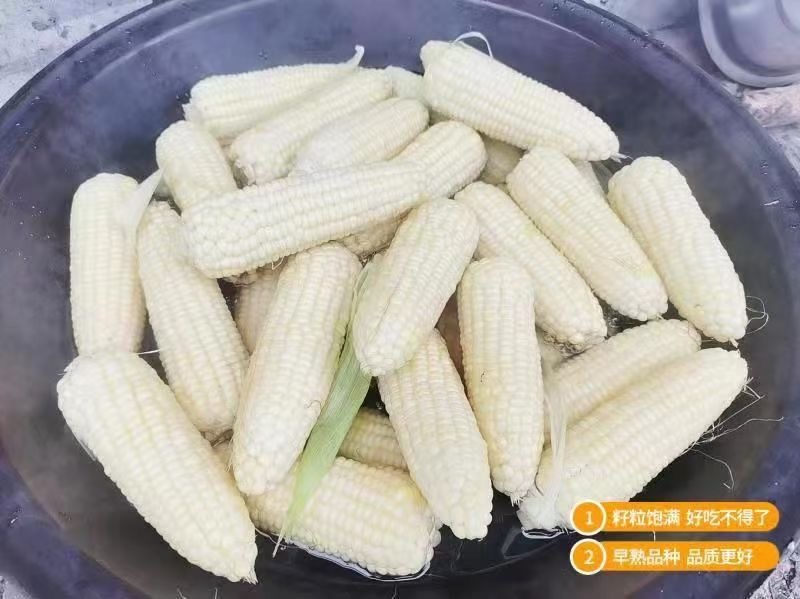 珍珍糯600白色糯玉米种子香甜糯大棒玉米皮薄审定玉米种籽