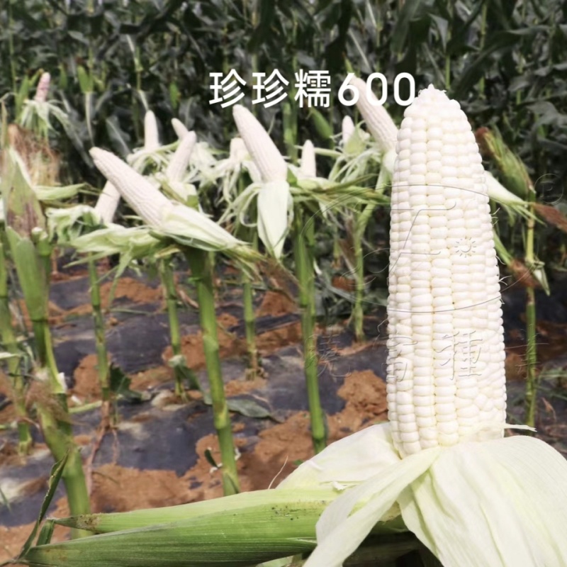 珍珍糯600白色糯玉米种子香甜糯大棒玉米皮薄审定玉米种籽