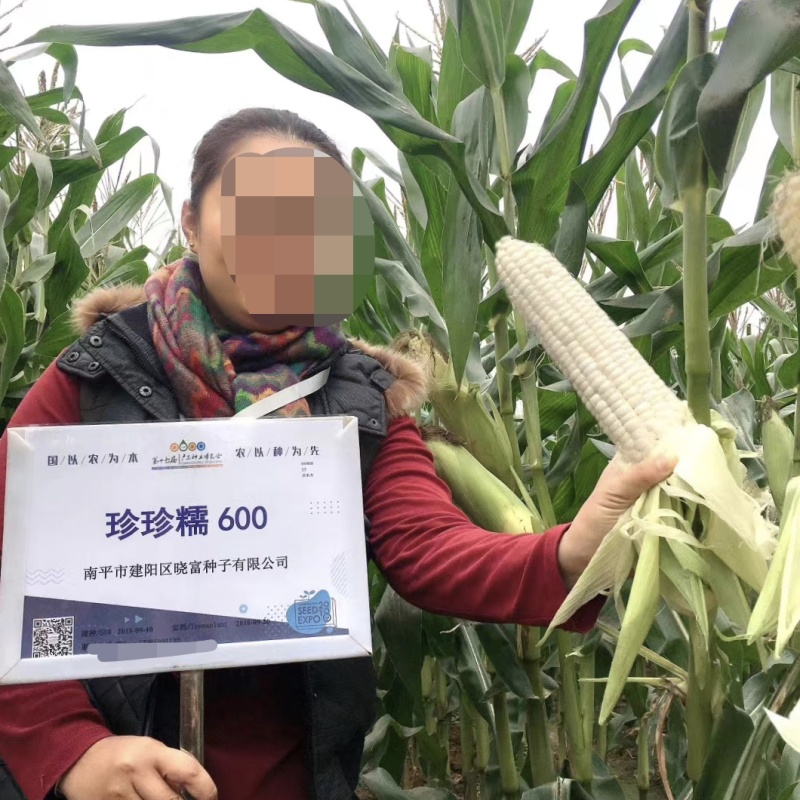 珍珍糯600白色糯玉米种子香甜糯大棒玉米皮薄审定玉米种籽