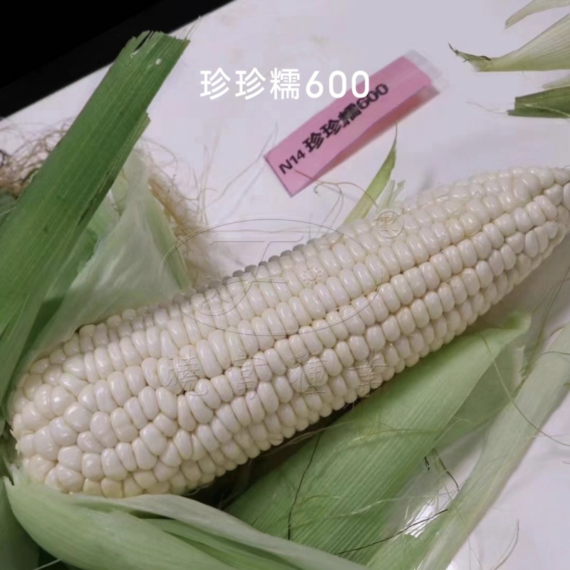 珍珍糯600白色糯玉米种子香甜糯大棒玉米皮薄审定玉米种籽