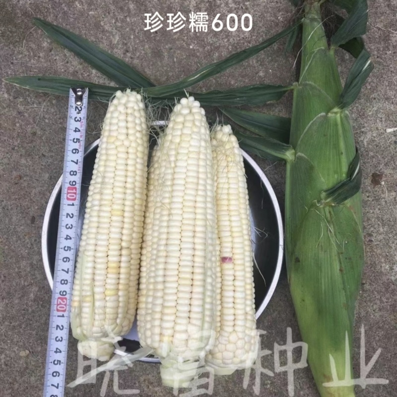 珍珍糯600白色糯玉米种子香甜糯大棒玉米皮薄审定玉米种籽