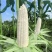 珍珍糯600白色糯玉米种子香甜糯大棒玉米皮薄审定玉米种籽