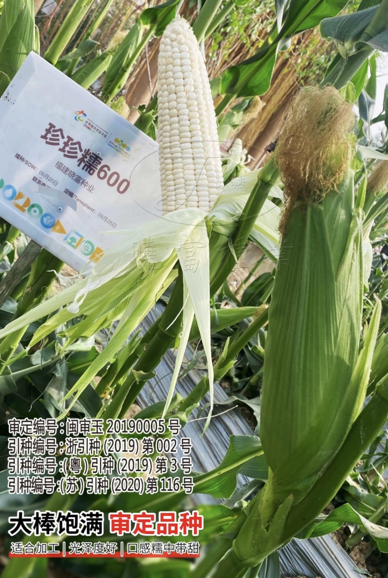 珍珍糯600白色糯玉米种子香甜糯大棒玉米皮薄审定玉米种籽