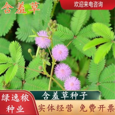 含羞草种子阳台绿植春季花种子室内盆栽易种易活含羞草种子