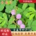 含羞草种子阳台绿植春季花种子室内盆栽易种易活含羞草种子