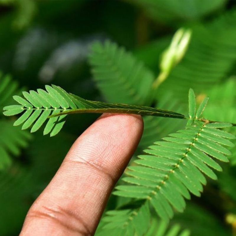 含羞草种子阳台绿植春季花种子室内盆栽易种易活含羞草种子