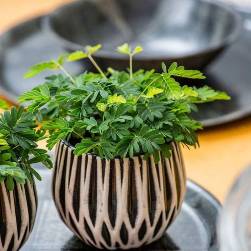 含羞草种子阳台绿植春季花种子室内盆栽易种易活含羞草种子