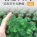 含羞草种子阳台绿植春季花种子室内盆栽易种易活含羞草种子