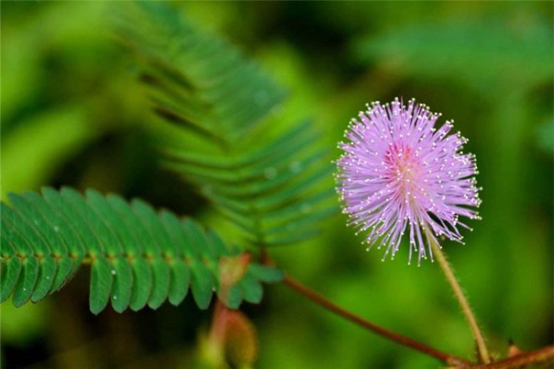 含羞草种子阳台绿植春季花种子室内盆栽易种易活含羞草种子