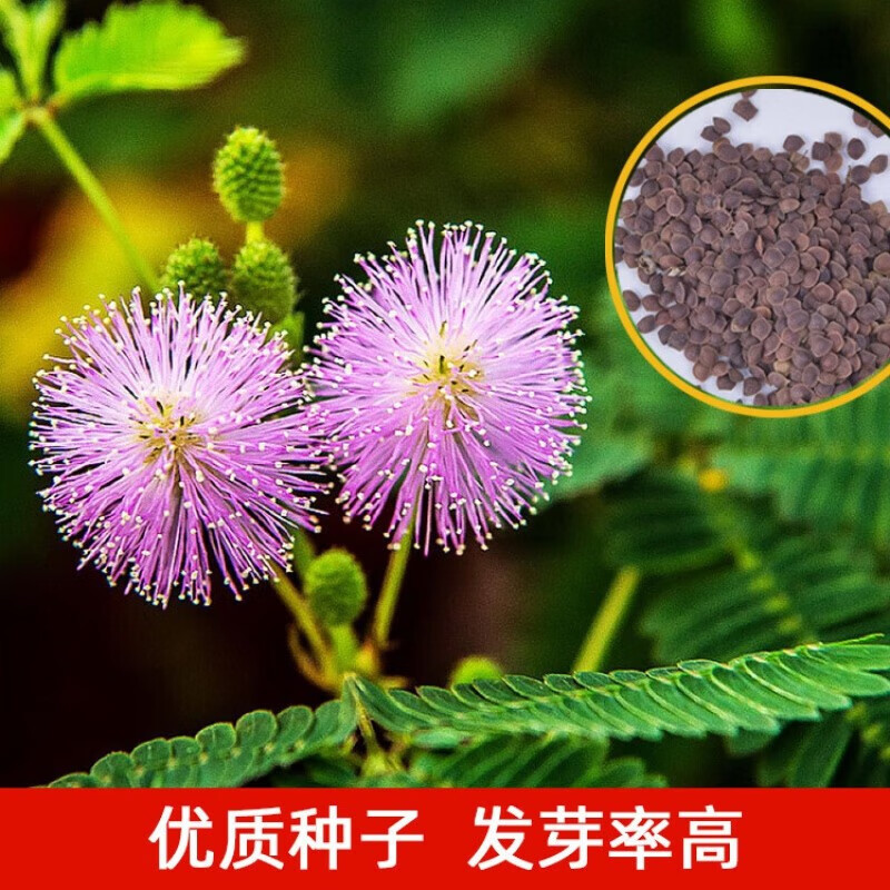 含羞草种子阳台绿植春季花种子室内盆栽易种易活含羞草种子