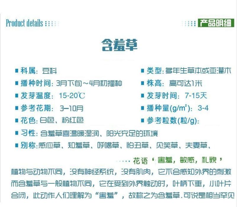 含羞草种子阳台绿植春季花种子室内盆栽易种易活含羞草种子