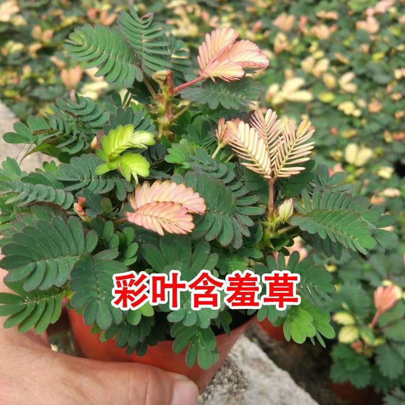 含羞草种子阳台绿植春季花种子室内盆栽易种易活含羞草种子