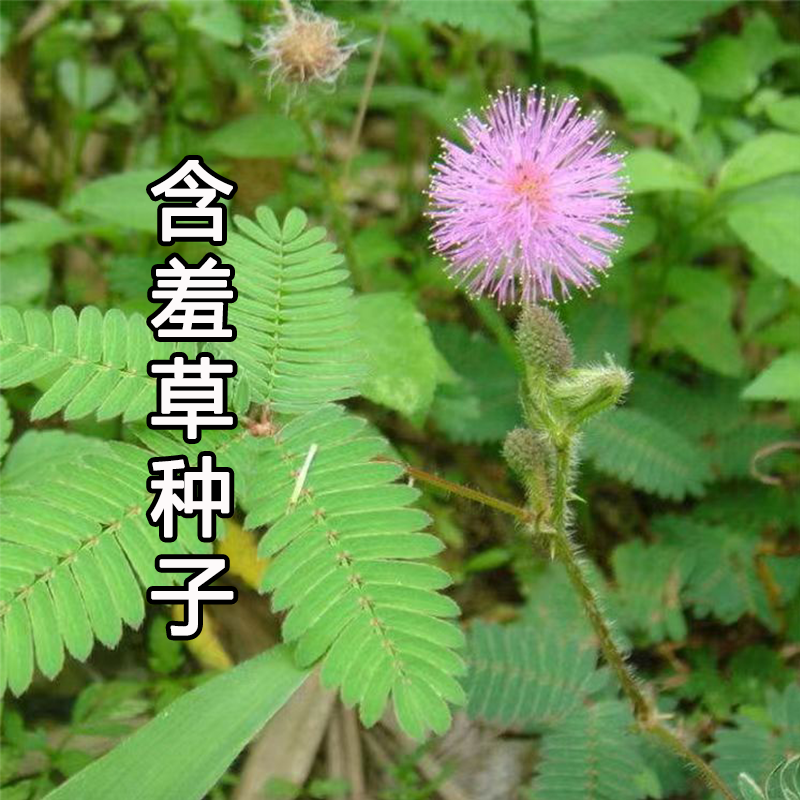 含羞草种子阳台绿植春季花种子室内盆栽易种易活含羞草种子
