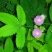 含羞草种子阳台绿植春季花种子室内盆栽易种易活含羞草种子