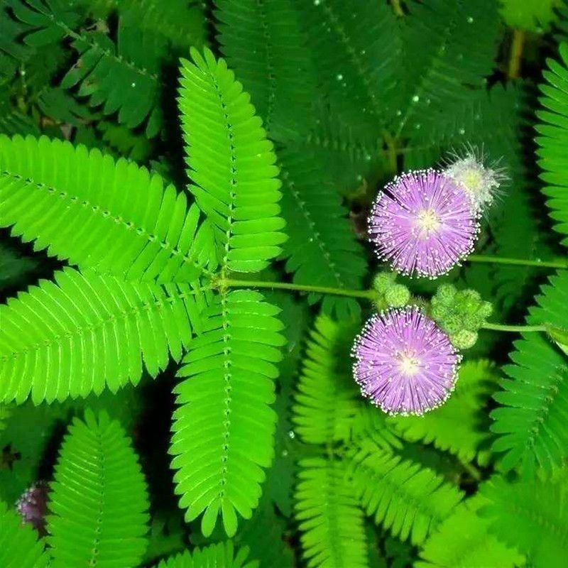 含羞草种子阳台绿植春季花种子室内盆栽易种易活含羞草种子