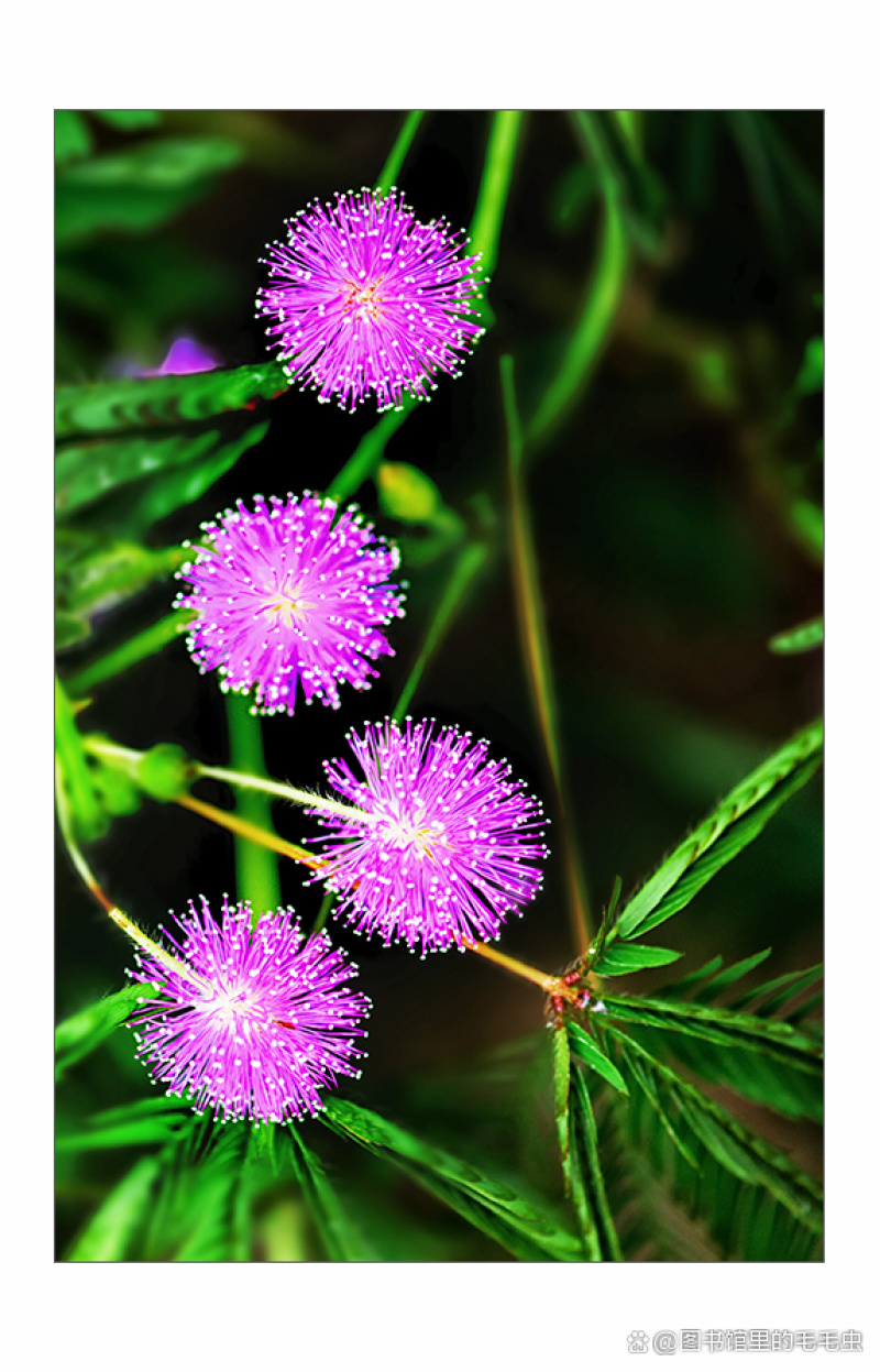 含羞草种子阳台绿植春季花种子室内盆栽易种易活含羞草种子