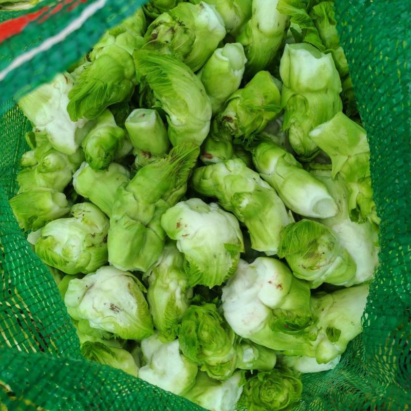 精品儿菜儿子一手货源可支持视频看货质量保证