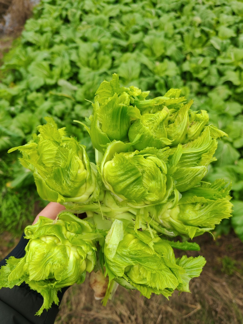 精品儿菜儿子一手货源可支持视频看货质量保证