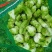精品儿菜儿子一手货源可支持视频看货质量保证