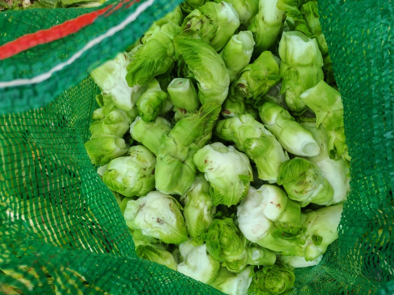 精品儿菜儿子一手货源可支持视频看货质量保证