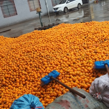 夏橙、沃柑大量上市有商品果、榨汁果应有尽有，大量供应