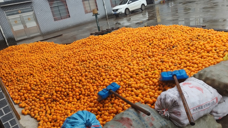 夏橙、沃柑大量上市有商品果、榨汁果应有尽有，大量供应