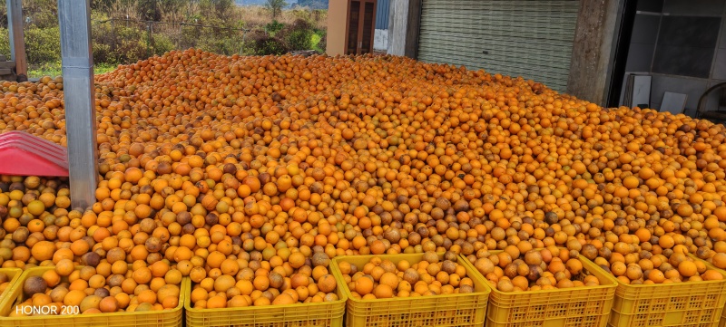 夏橙、沃柑大量上市有商品果、榨汁果应有尽有，大量供应