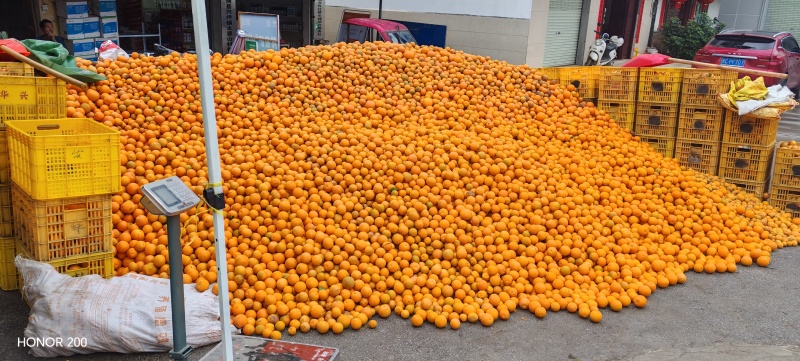 夏橙、沃柑大量上市有商品果、榨汁果应有尽有，大量供应