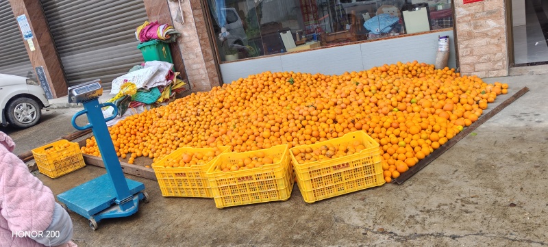 夏橙、沃柑大量上市有商品果、榨汁果应有尽有，大量供应