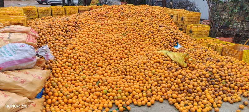 夏橙、沃柑大量上市有商品果、榨汁果应有尽有，大量供应