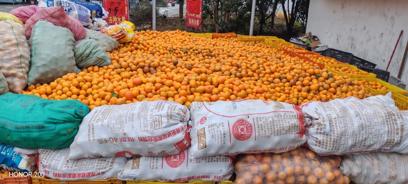 夏橙、沃柑大量上市有商品果、榨汁果应有尽有，大量供应
