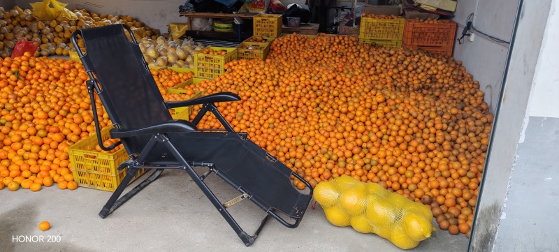 夏橙、沃柑大量上市有商品果、榨汁果应有尽有，大量供应