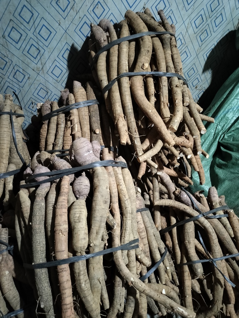 牛大力一百亩产地开挖黄皮小叶牛大统，次牛已挑出，规格靓。